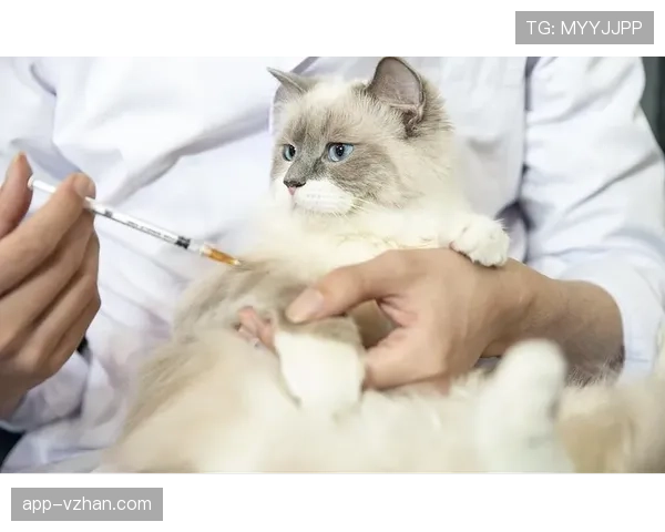 掌敏洁家的猫吃的都比我一个月工资多